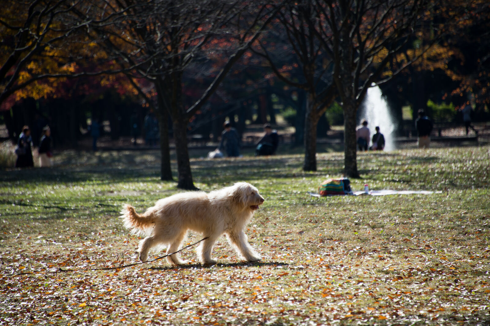 Nikon Df sample photo. Dog, dried, leaves, leaves photography