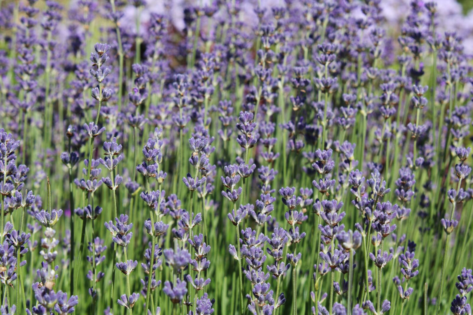 Canon EOS 450D (EOS Rebel XSi / EOS Kiss X2) sample photo. Lavender, purple, violet photography