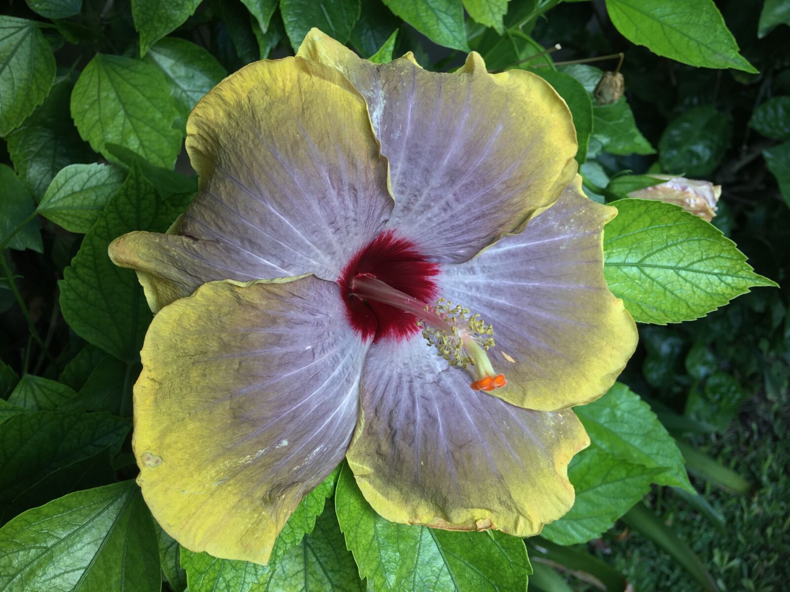 Apple iPhone 6s Plus sample photo. Hibiscus yellow, petals yellow photography