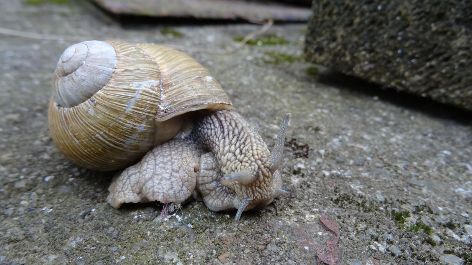 Sony DSC-HX60 sample photo. Snail, animal, nature photography