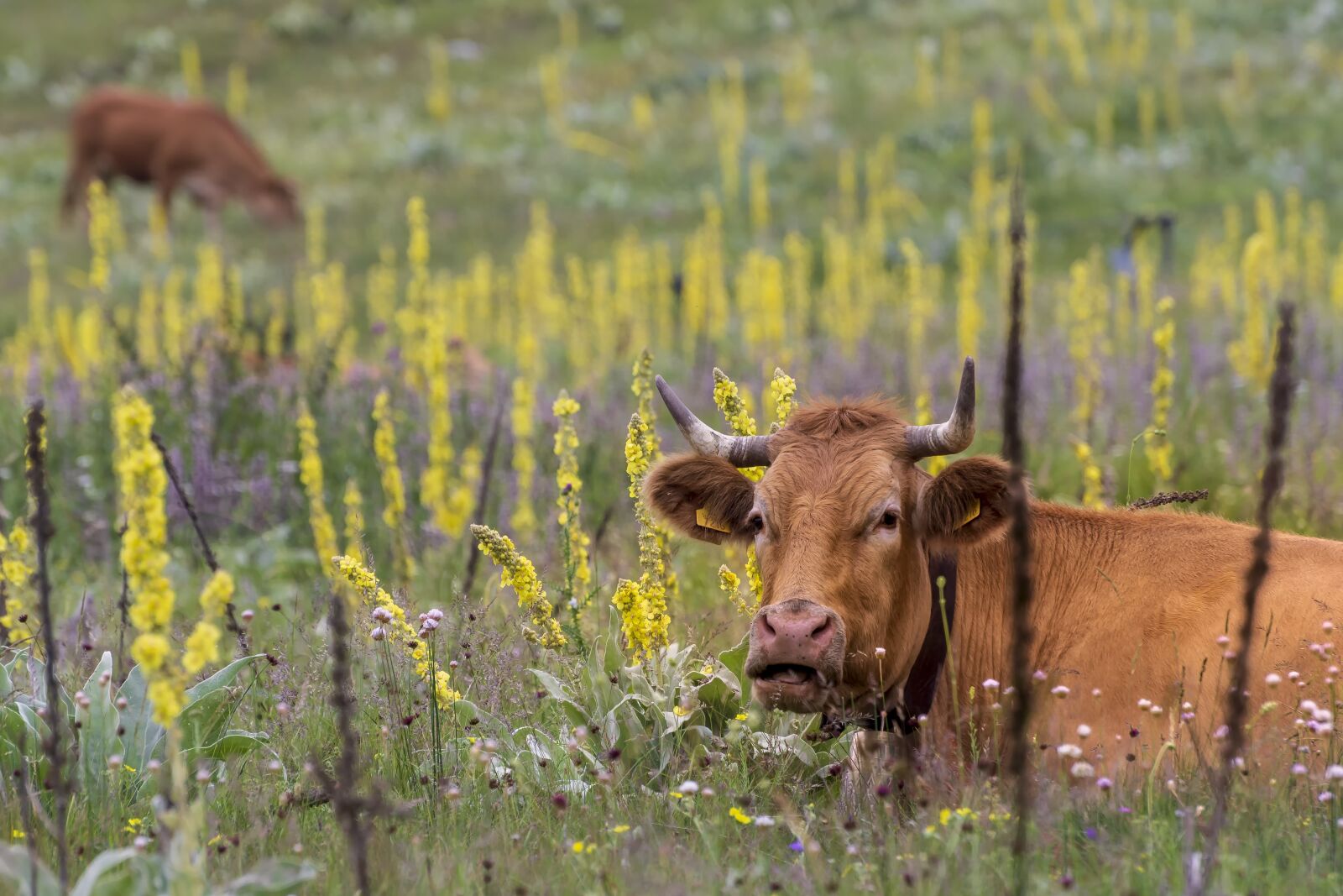 Nikon D7200 sample photo. Cows, nature, cattle photography