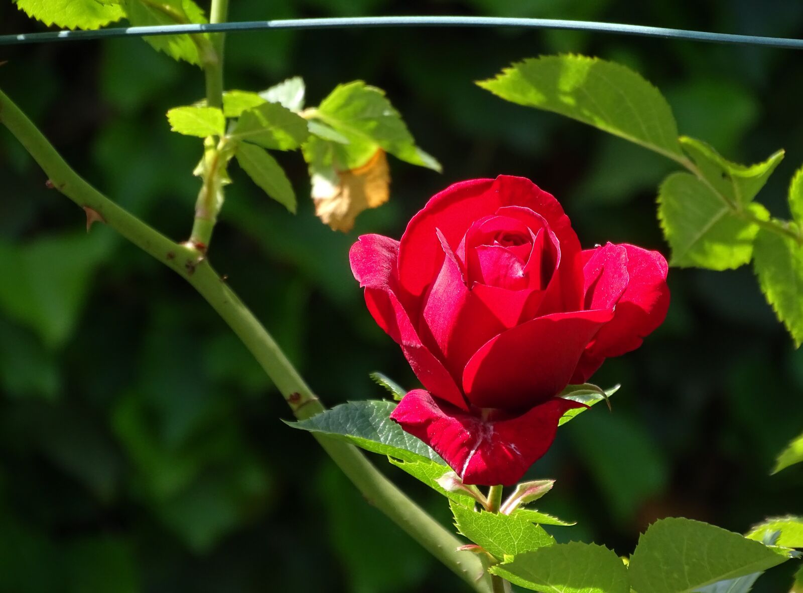 Sony Cyber-shot DSC-HX400V sample photo. Rose, blossom, bloom photography