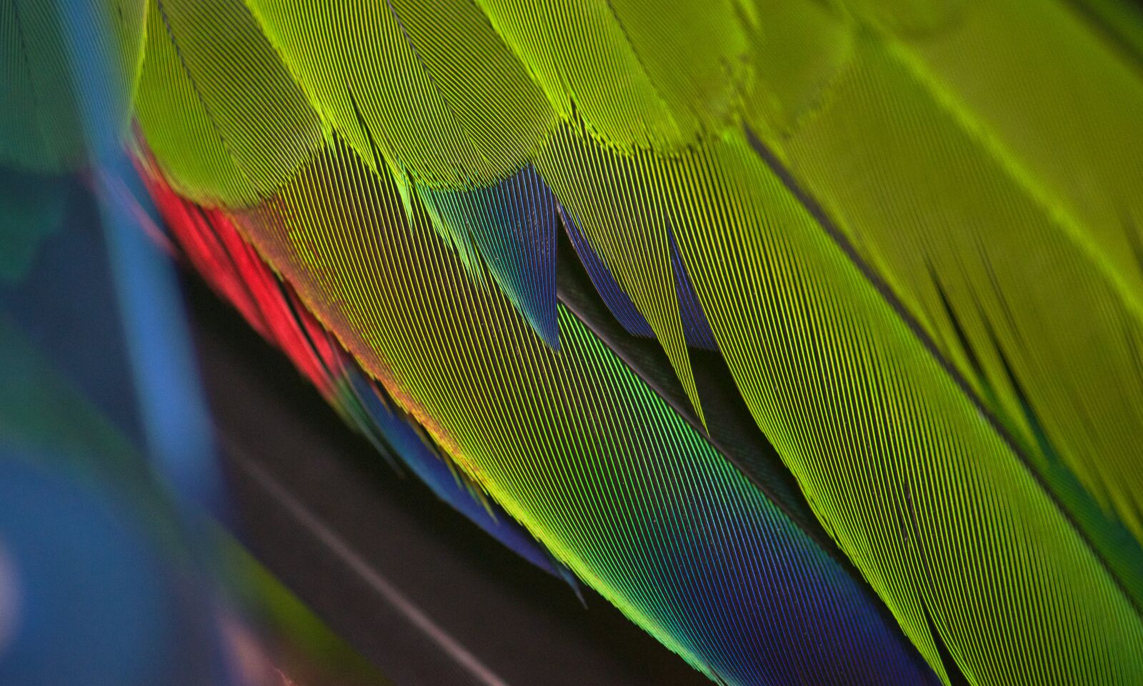 Nikon D800 sample photo. Parrot, closeup, feathers photography
