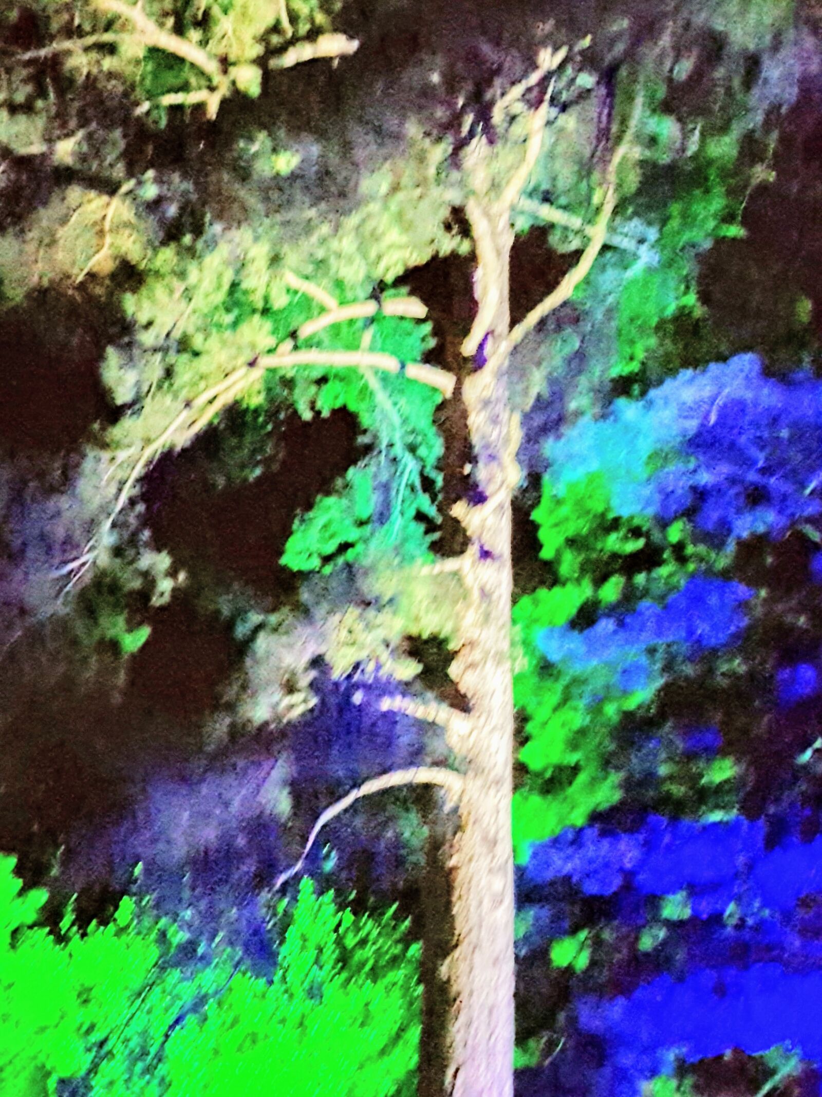 Samsung Galaxy S7 Edge sample photo. Light show, trees, saltram photography