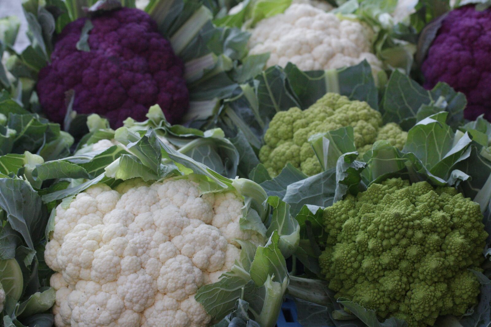 Canon EOS 450D (EOS Rebel XSi / EOS Kiss X2) sample photo. Cook, cauliflower, nutrition photography