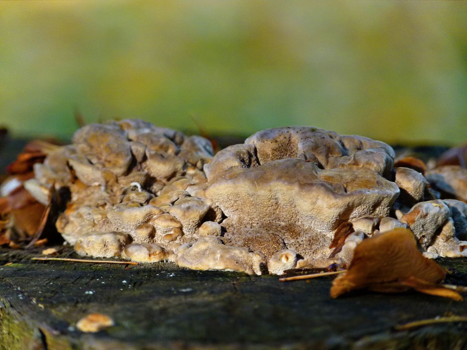 Panasonic Lumix DMC-FZ100 sample photo. Tree, fungus, forest photography