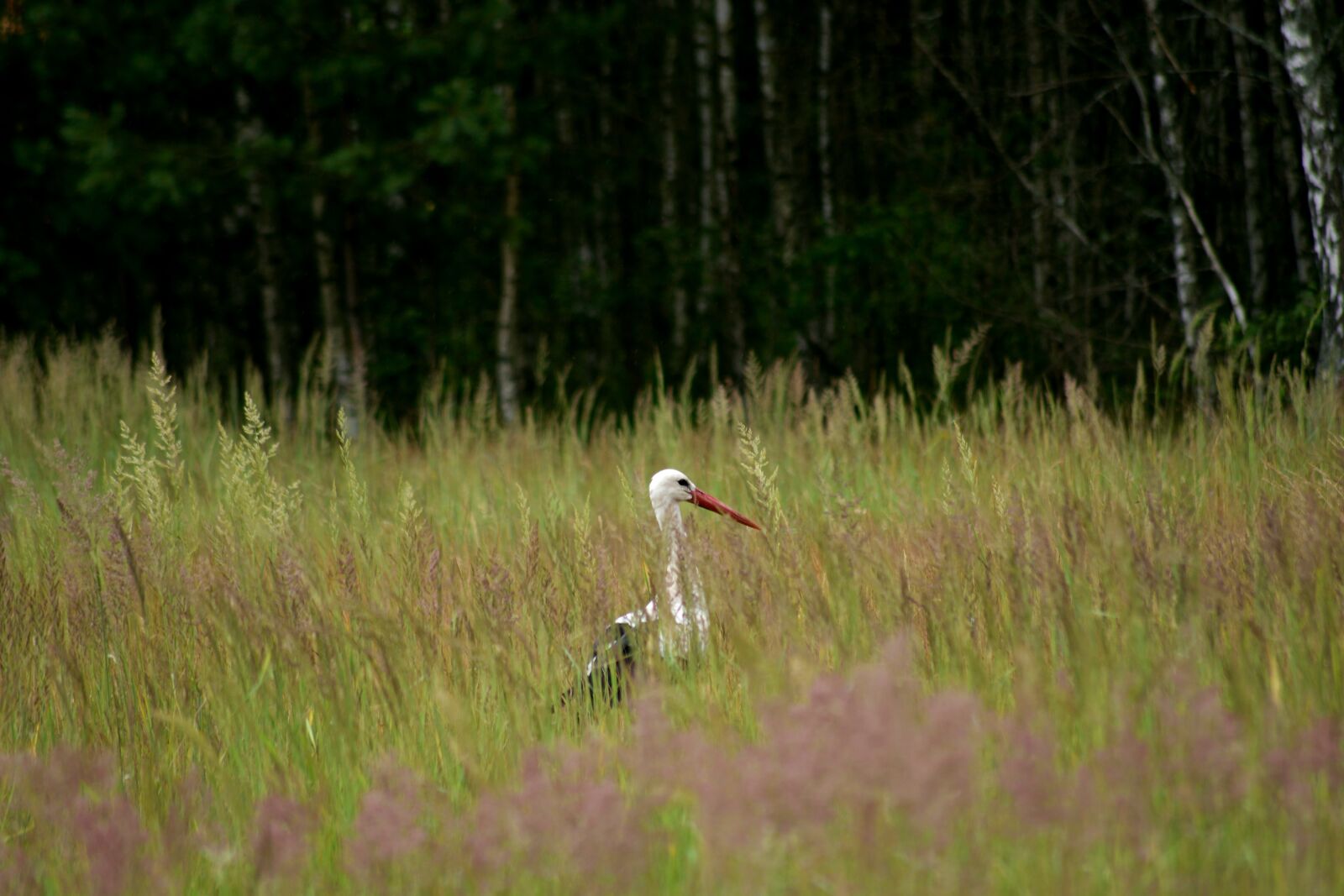 Nikon D3300 sample photo. Stork, nature, meadow photography