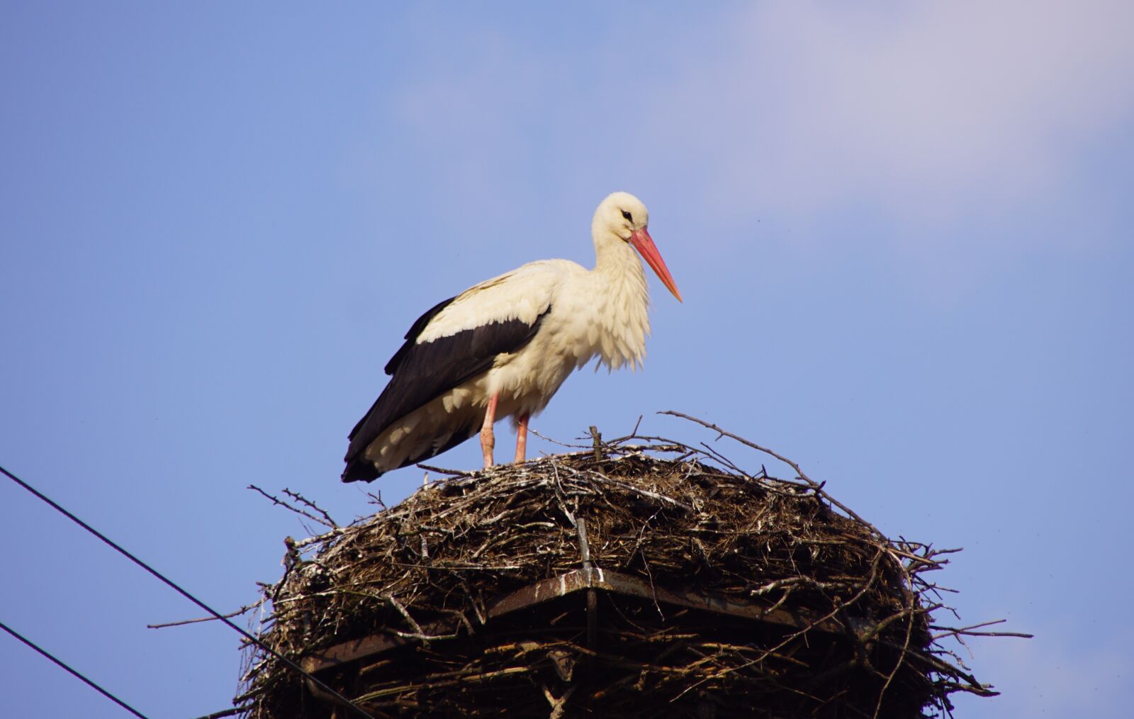 Sony DT 18-200mm F3.5-6.3 sample photo. Stork, spring, pta photography