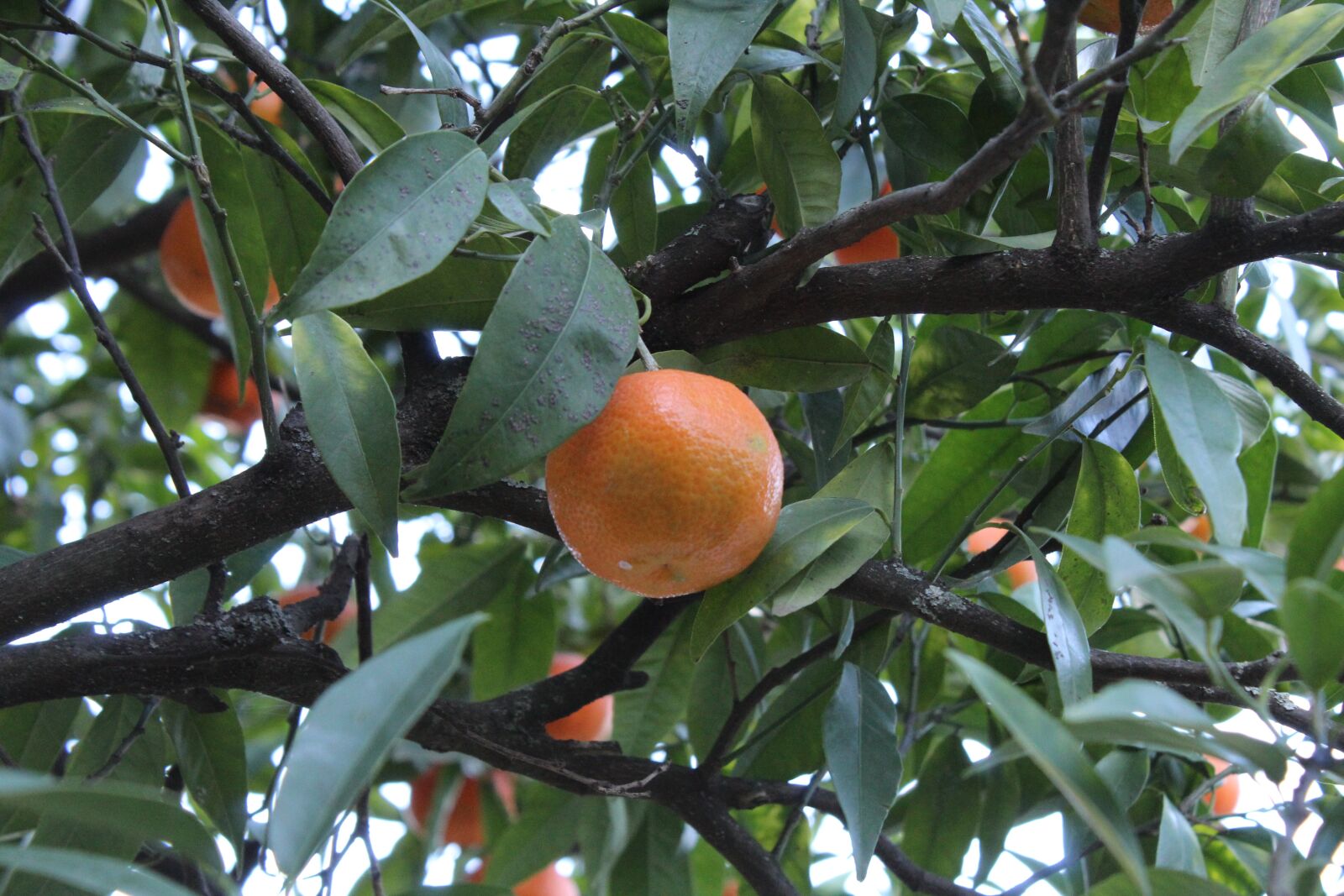 Canon EOS 4000D (EOS Rebel T100 / EOS 3000D) sample photo. Fruit, tree, tangerine photography