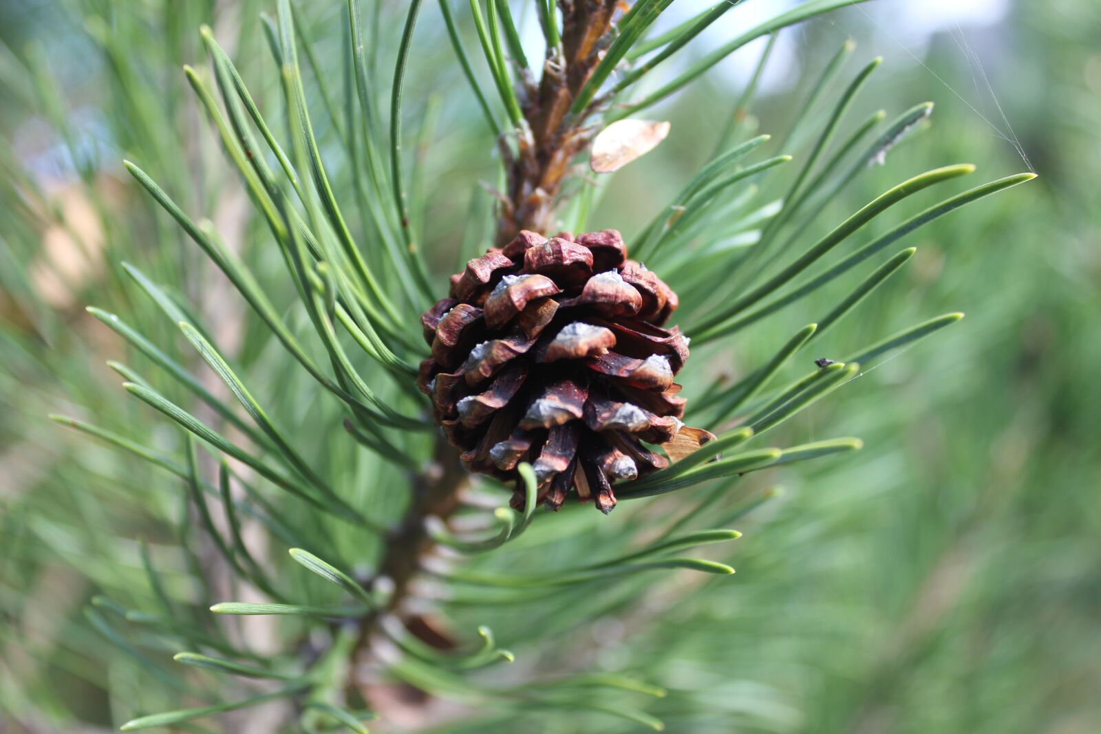 Canon EOS 550D (EOS Rebel T2i / EOS Kiss X4) sample photo. Cone, green, pine photography