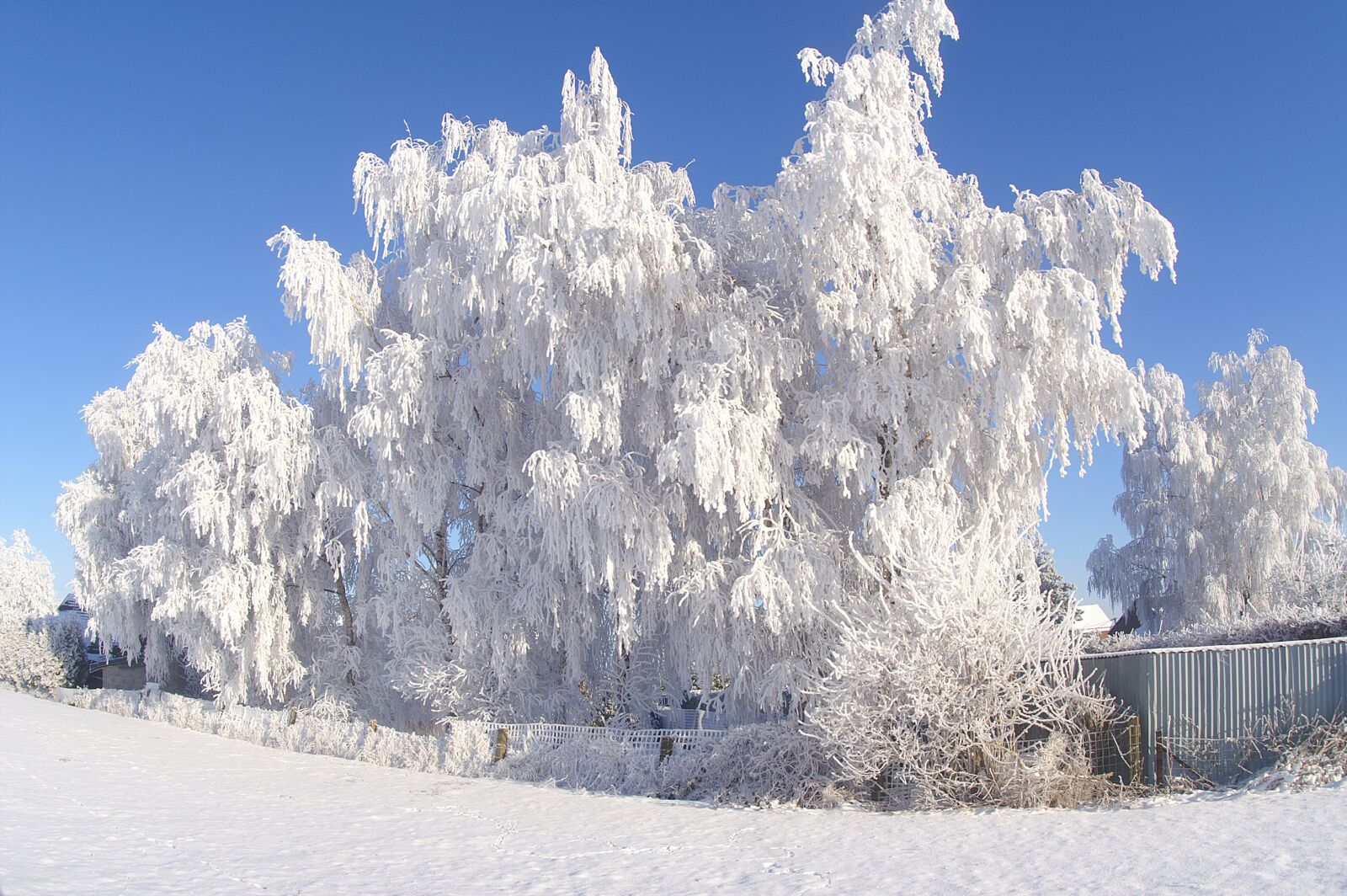 KONICA MINOLTA DYNAX 7D sample photo. Snow, winter, frost photography