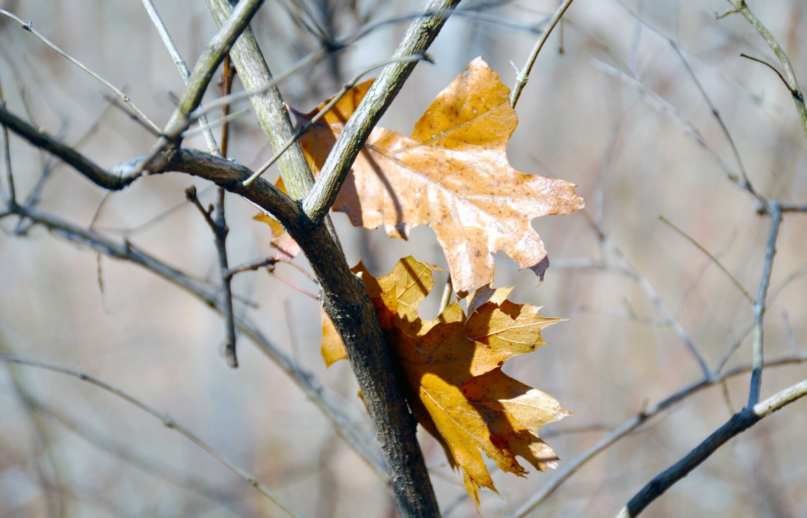 Nikon D90 sample photo. Leaf, yellow, leaves photography