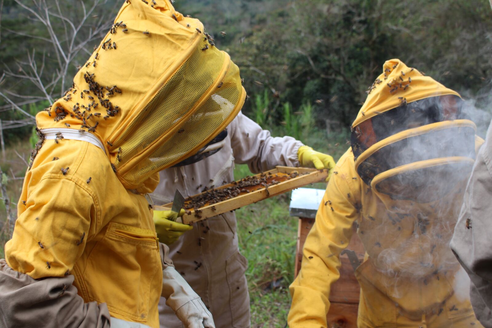 Canon EOS 700D (EOS Rebel T5i / EOS Kiss X7i) sample photo. Bee, bees, beekeeping photography