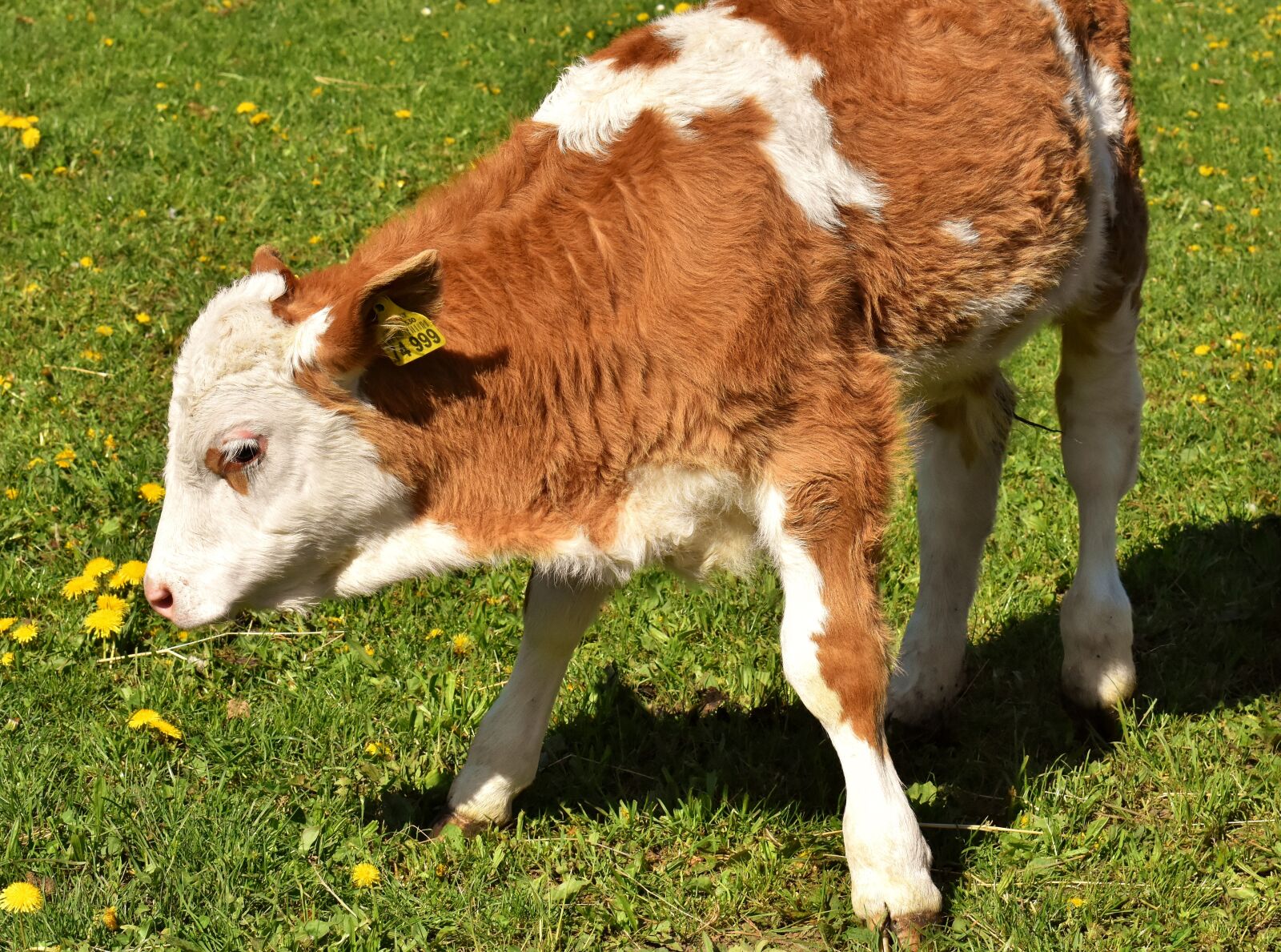 Nikon D7200 sample photo. Cow, calf, cute photography
