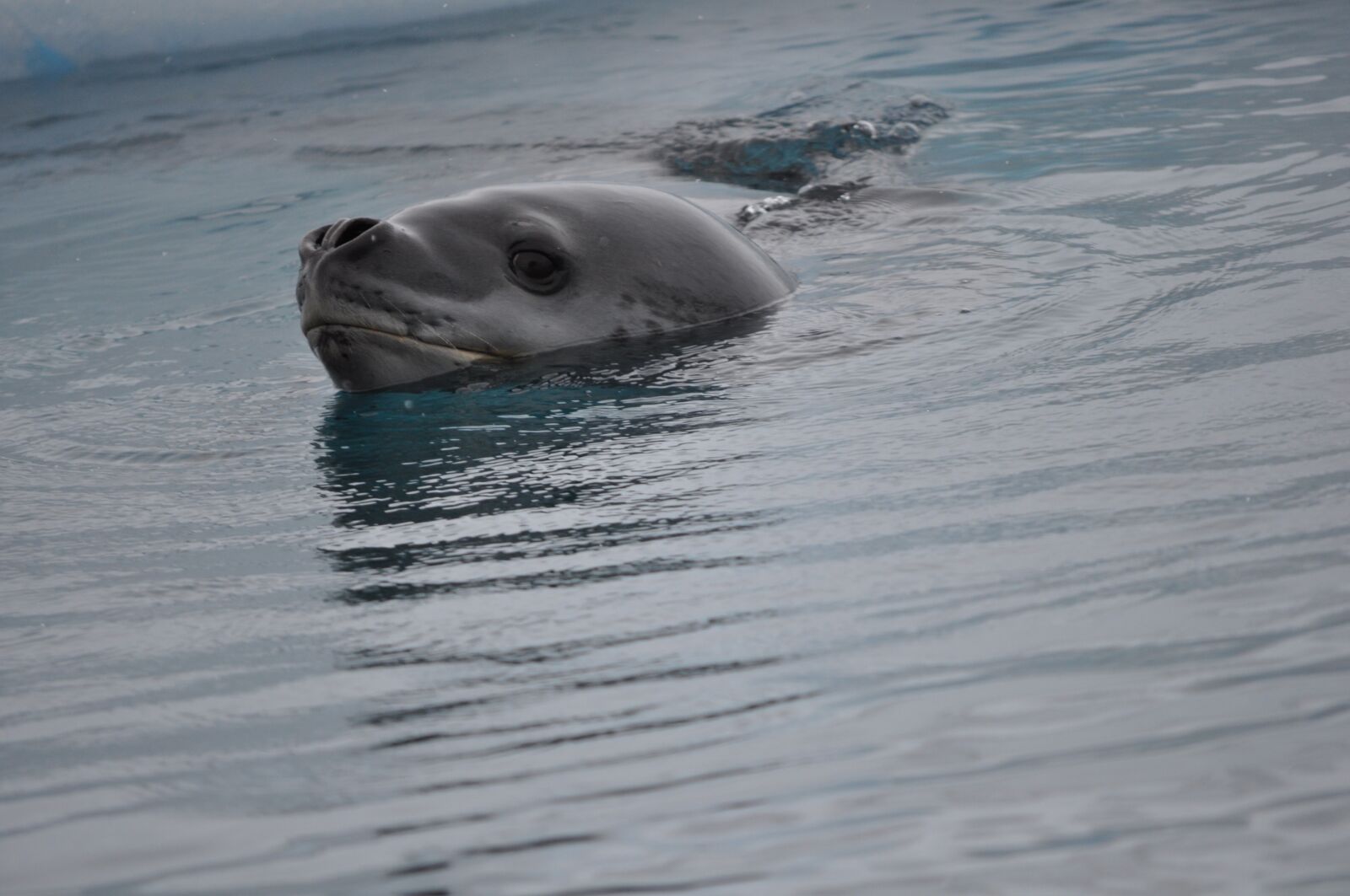 Nikon D5000 sample photo. Leopard, seal, antarctica photography