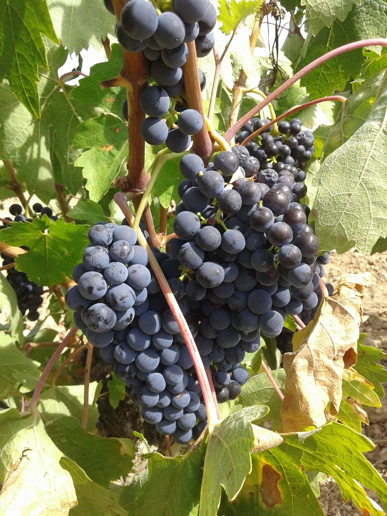 Samsung Galaxy Core sample photo. Grapes, bunch of grapes photography
