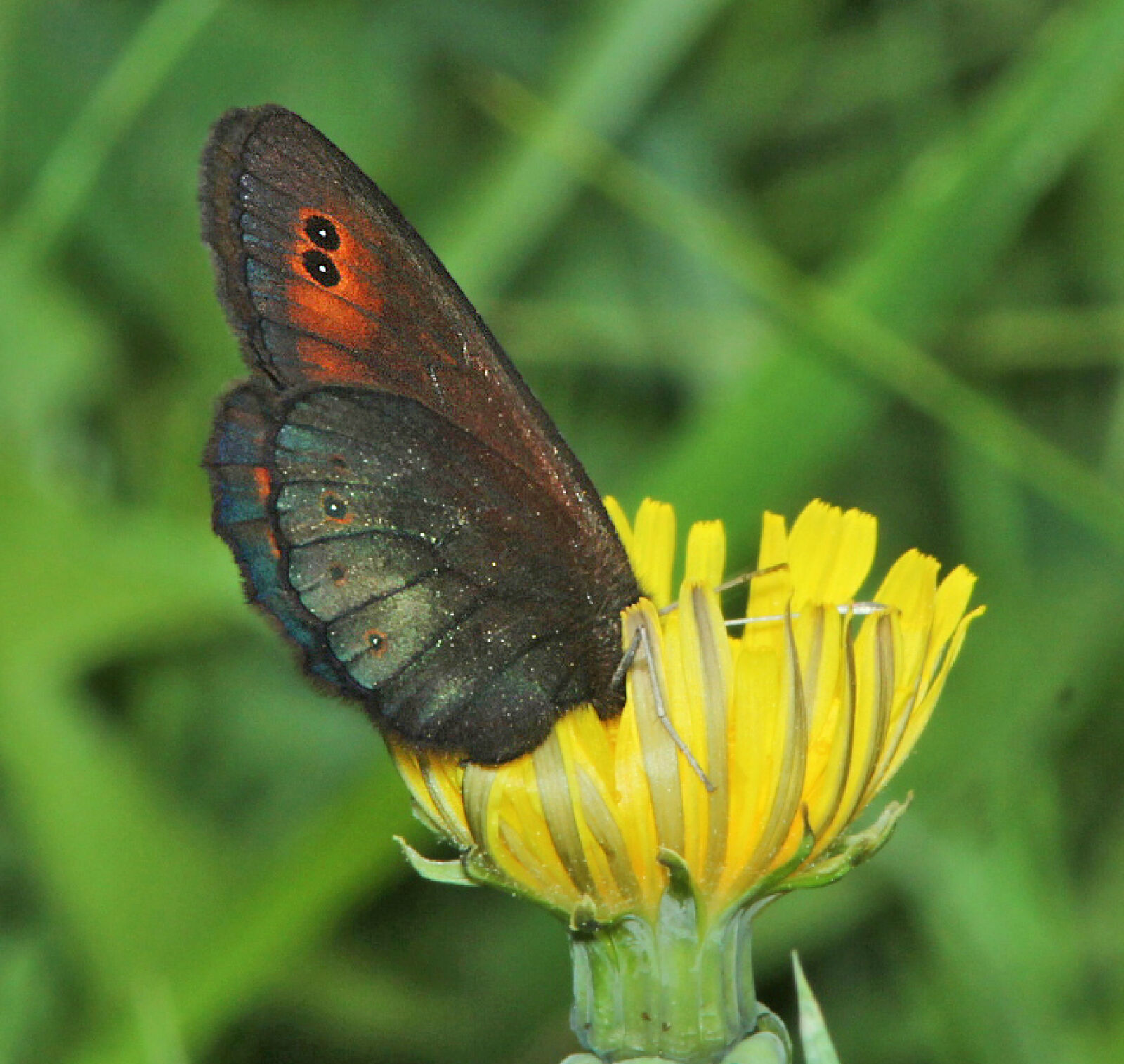 Canon EF 300mm F4L IS USM sample photo