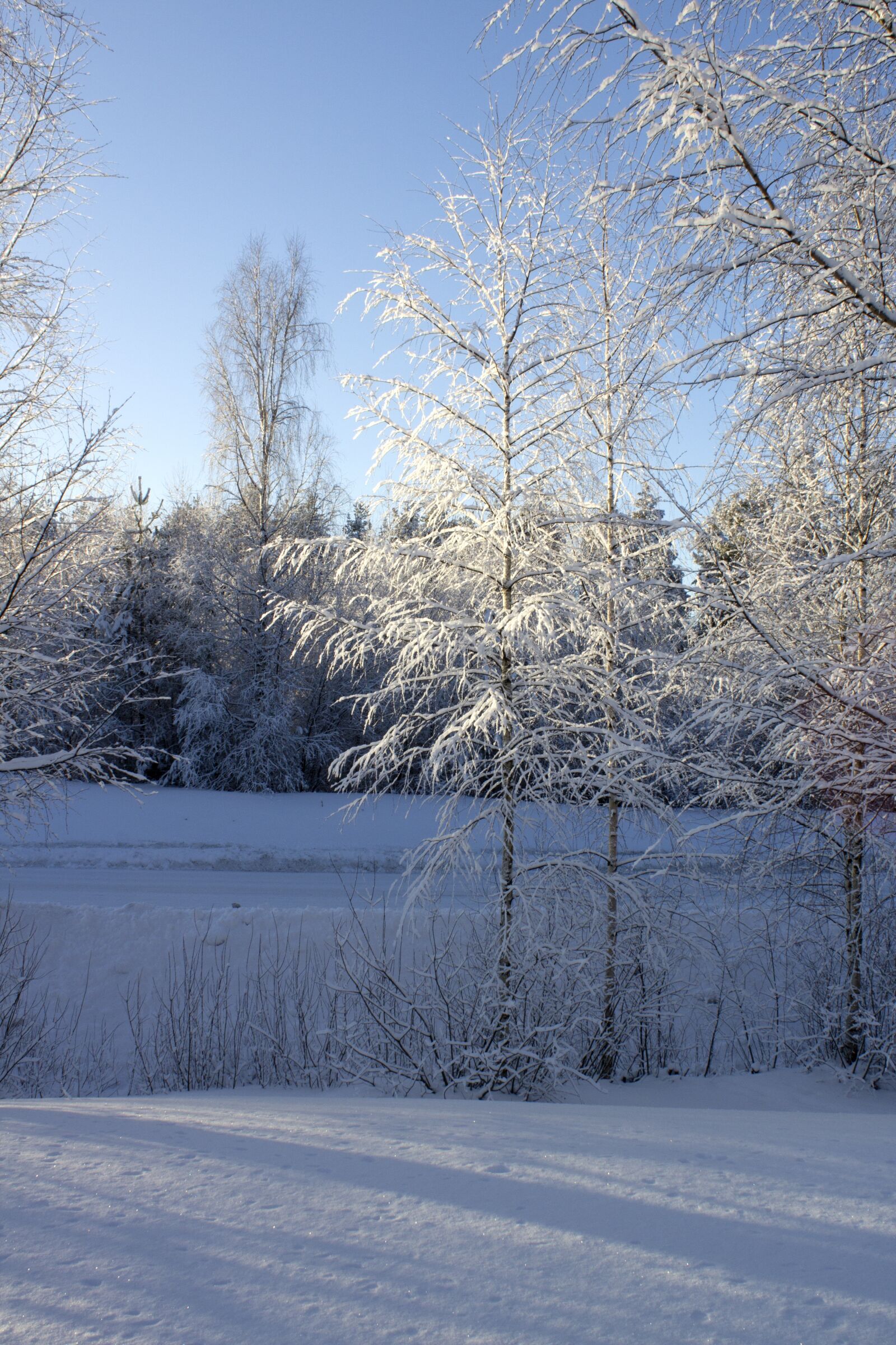 Canon EOS 600D (Rebel EOS T3i / EOS Kiss X5) sample photo. Winter, tree, birch photography