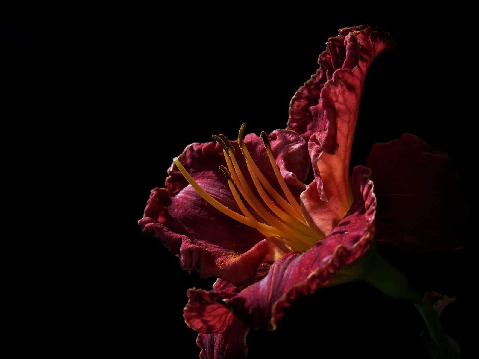 Canon PowerShot G15 sample photo. Daylily, large-flowered daylily, hemerocallis photography