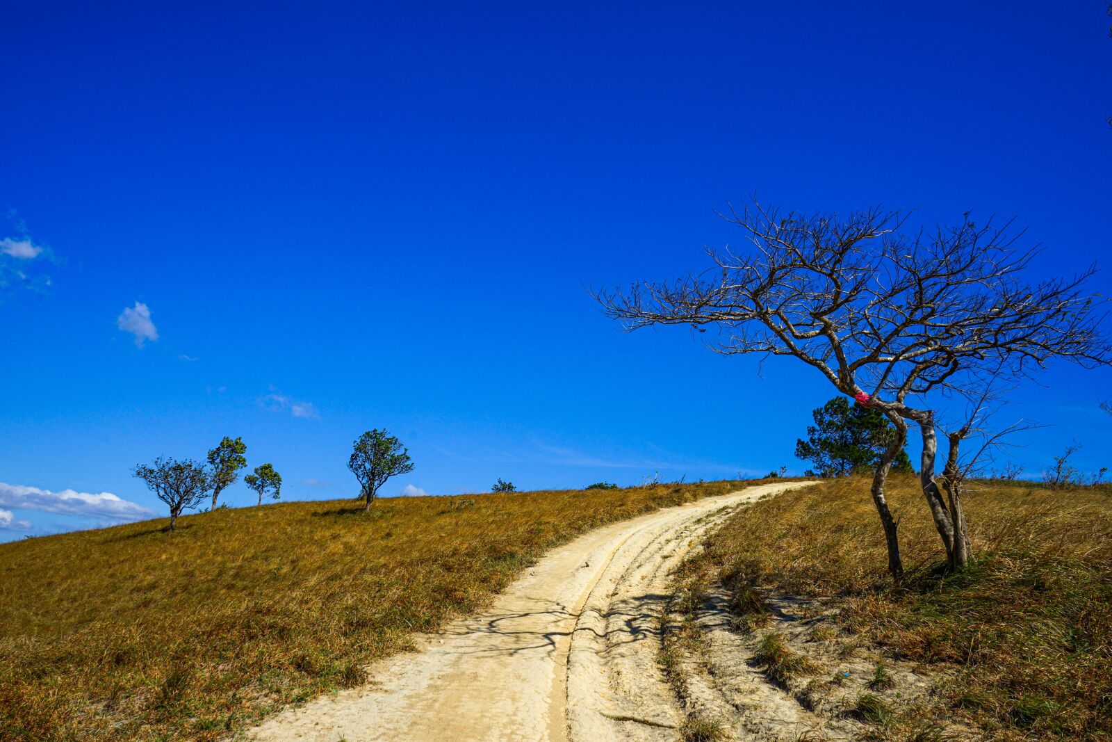 Sony FE 28-70mm F3.5-5.6 OSS sample photo. Blue sky, dry twigs photography