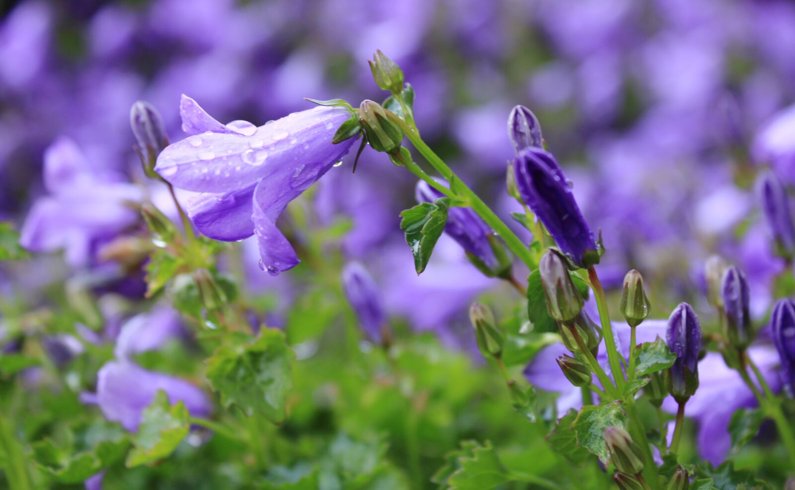 Canon EOS 2000D (EOS Rebel T7 / EOS Kiss X90 / EOS 1500D) sample photo. Flower, bluebell, blue star photography