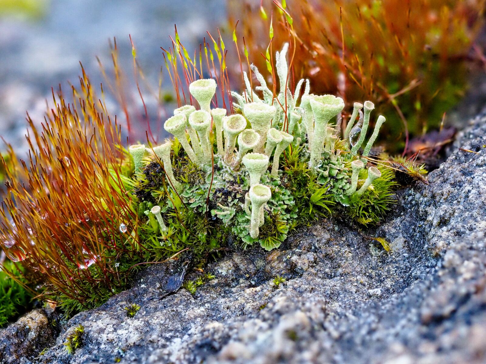 Olympus OM-D E-M1 Mark II sample photo. Lichen, moss, green photography