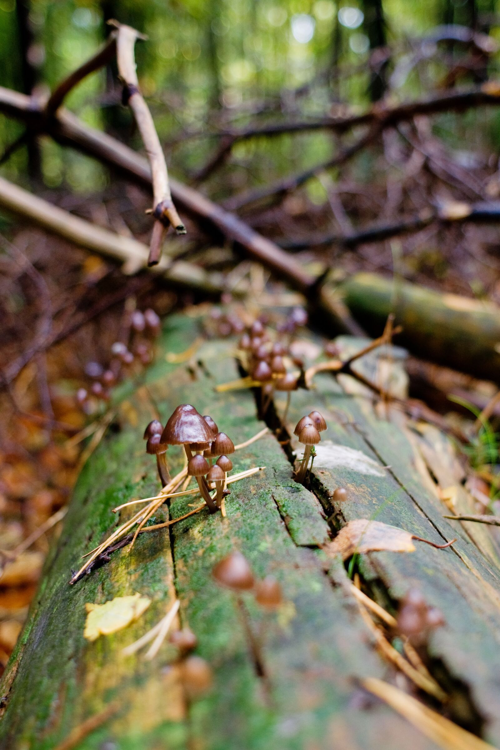 Nikon D90 sample photo. Mushrooms, forest, log photography