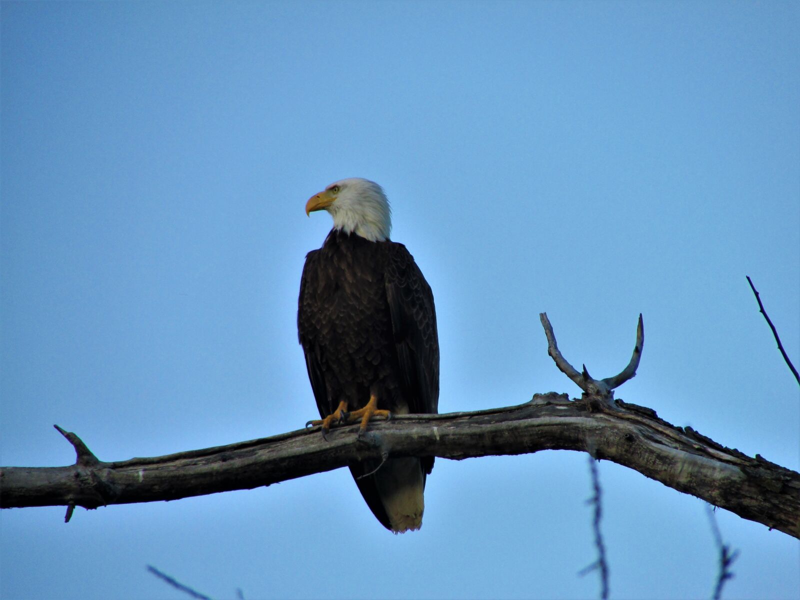Canon PowerShot SX500 IS sample photo. Bald eagle, tree, branch photography