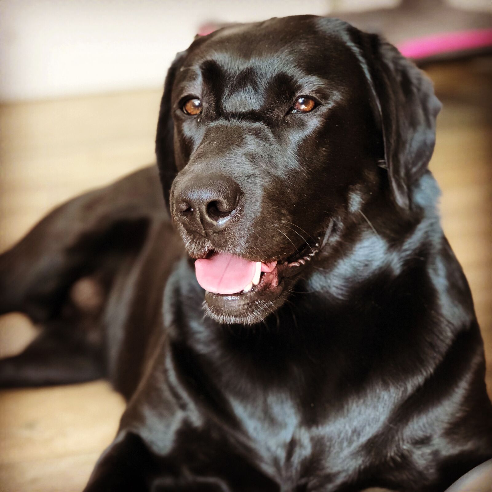 iPhone 8 Plus back dual camera 6.6mm f/2.8 sample photo. Dog, black, portrait photography