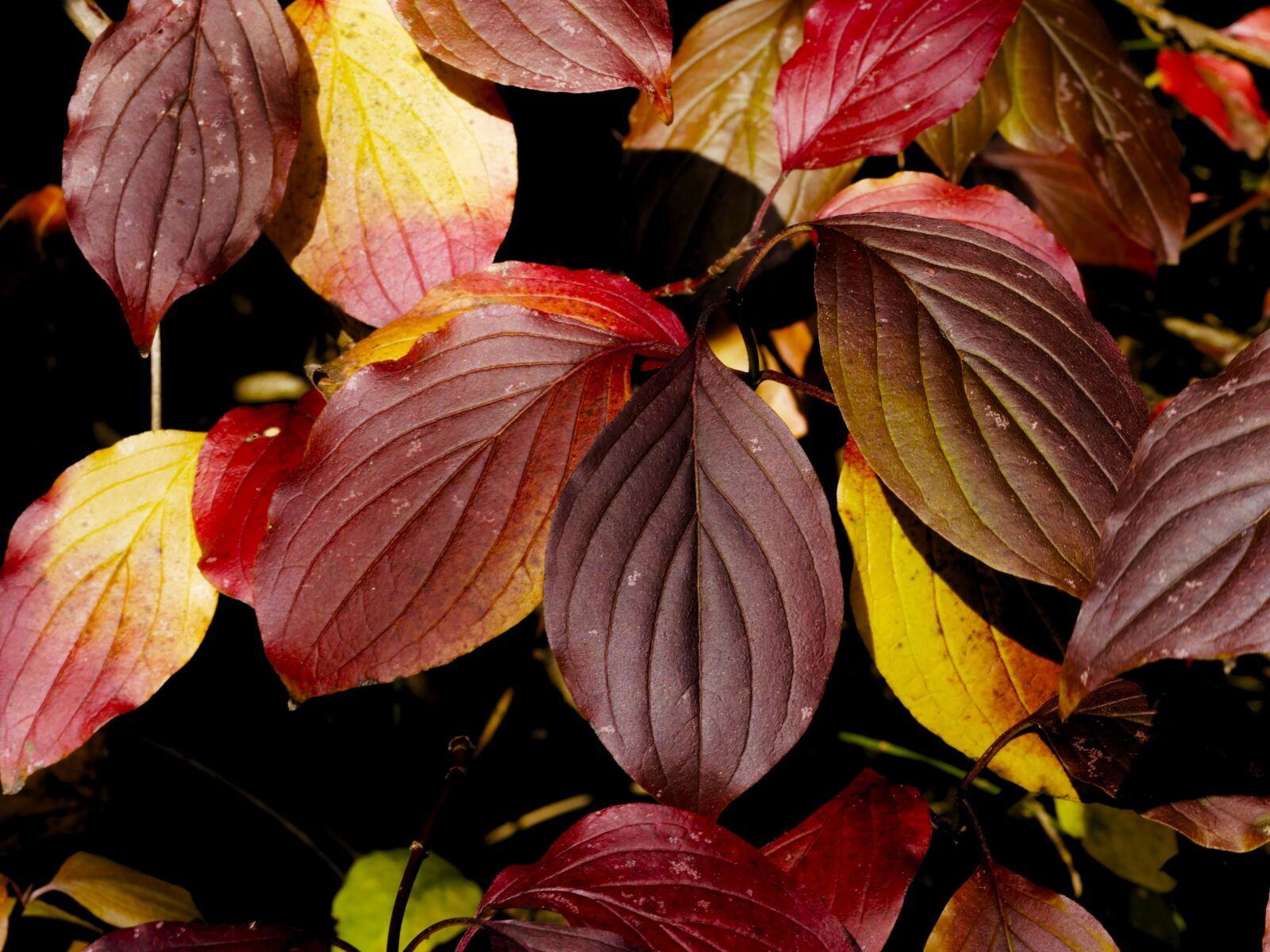 Olympus M.Zuiko Digital ED 60mm F2.8 Macro sample photo. Colors fall, fall, color photography