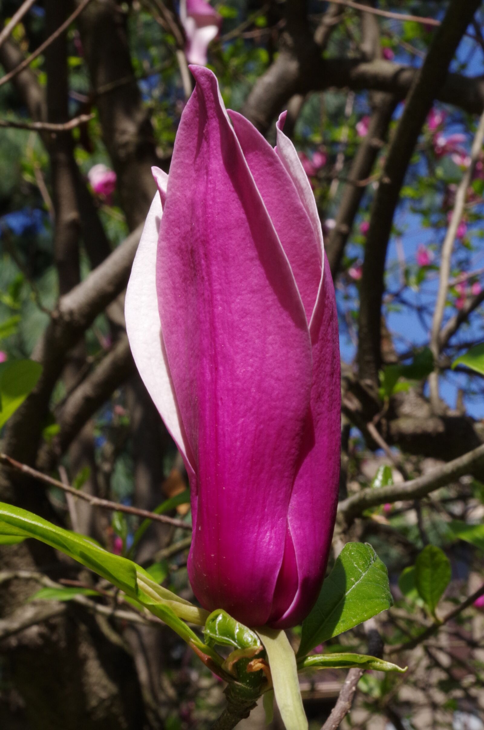 Pentax K-50 sample photo. Purple flower, flower, magnolia photography