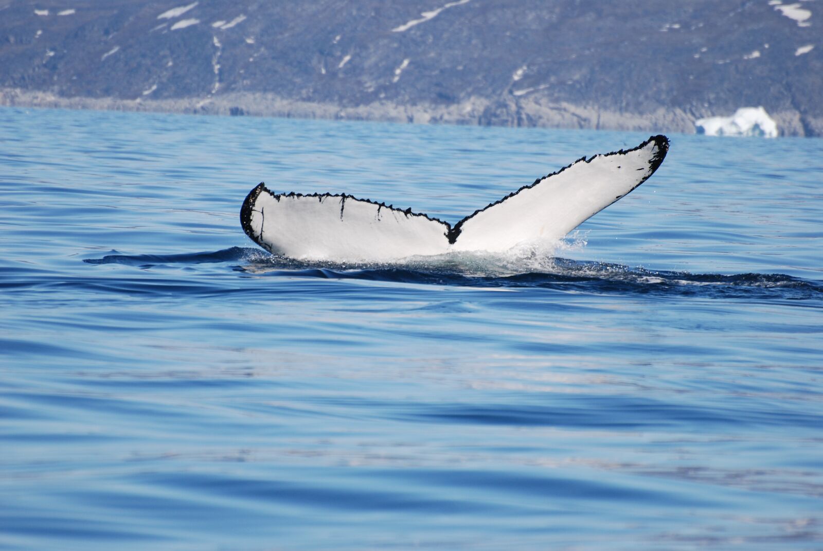 Nikon D80 sample photo. Wal, welsh, marine mammals photography