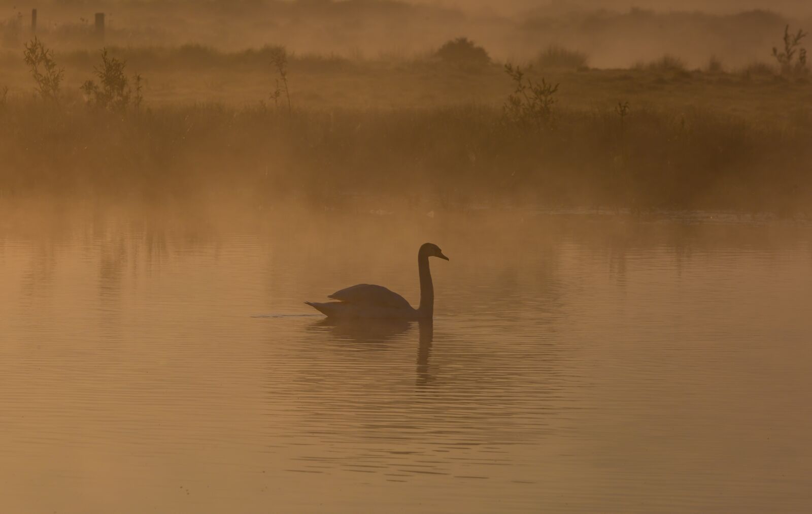 150-600mm F5-6.3 DG OS HSM | Contemporary 015 sample photo. Swan on a misty photography
