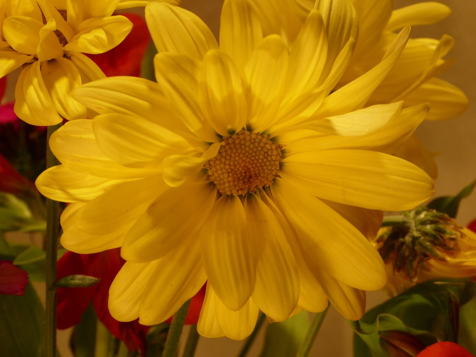 Panasonic Lumix DMC-ZS50 (Lumix DMC-TZ70) sample photo. Flower, yellow, chrysanthemum photography