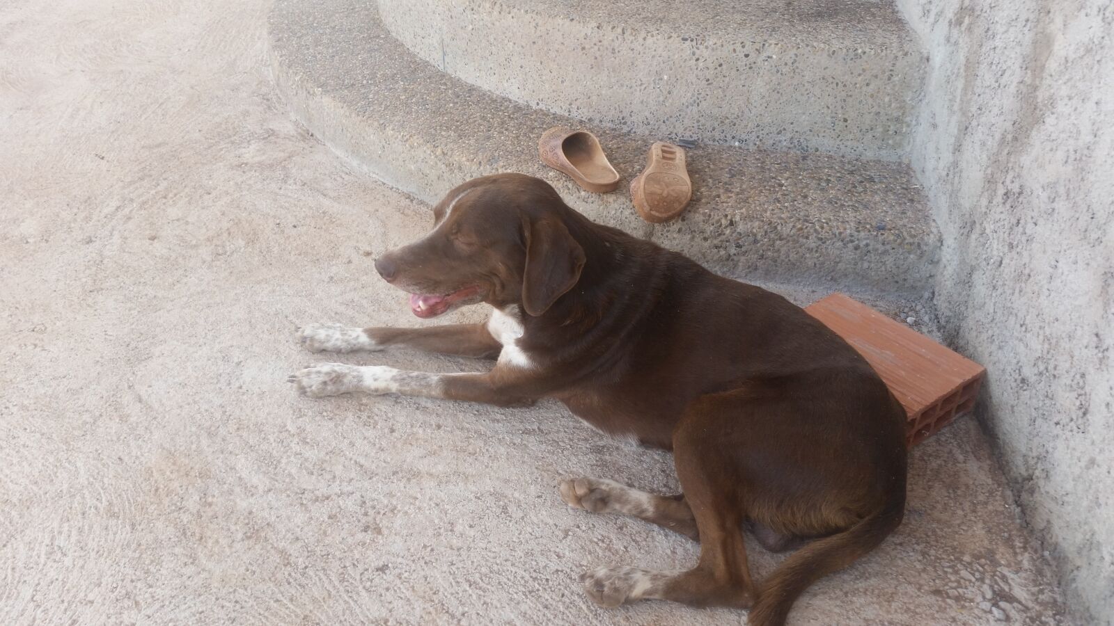 Samsung Galaxy S5 sample photo. Dog, cute puppies, puppies photography