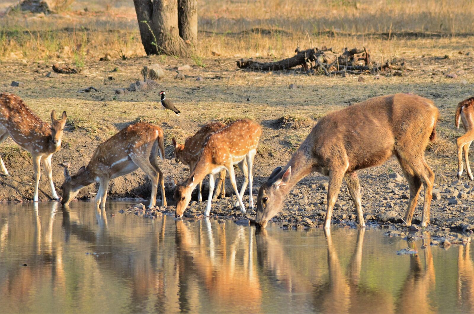 Nikon D7000 sample photo. Wildlife, ranthambore, nature photography