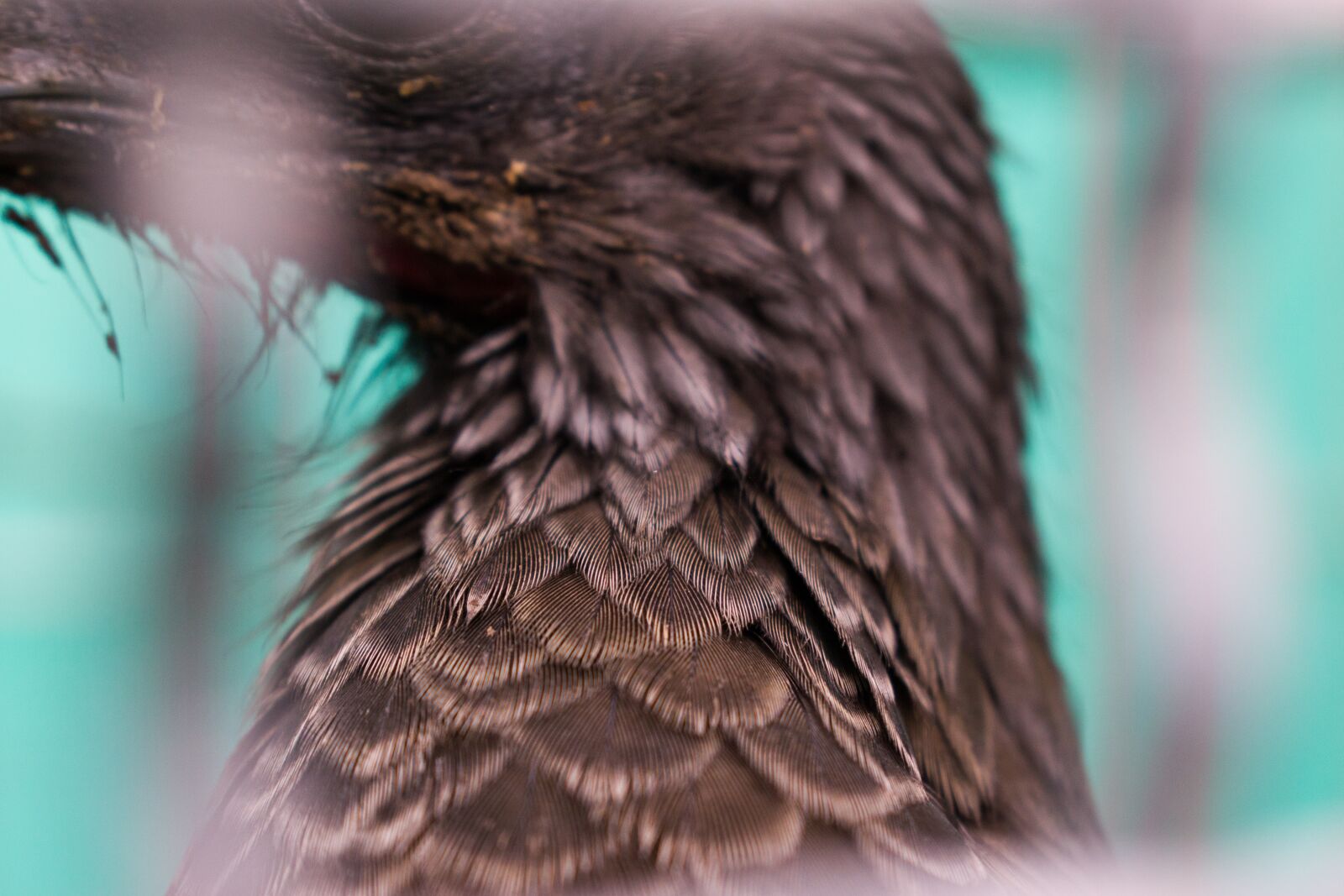 Nikon D5300 sample photo. Cage, animal, imprisoned photography