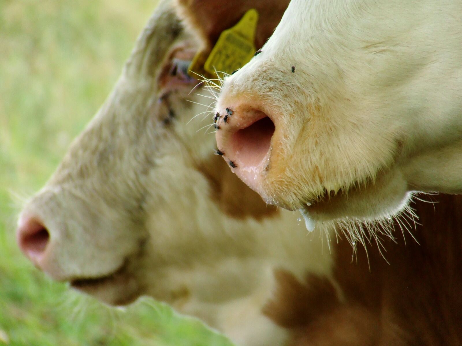 Fujifilm FinePix S5600 sample photo. Cow, farm, agriculture photography