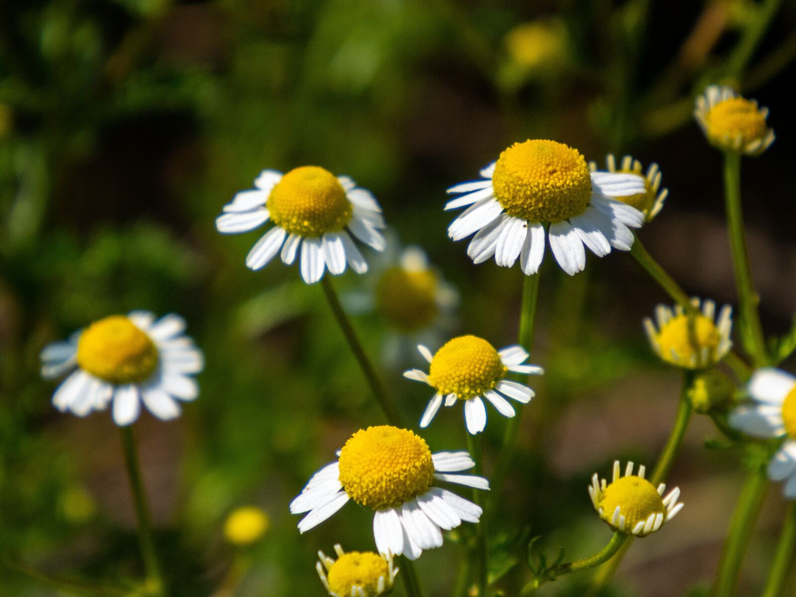 Olympus OM-D E-M10 III sample photo. Flower, plant, yellow photography