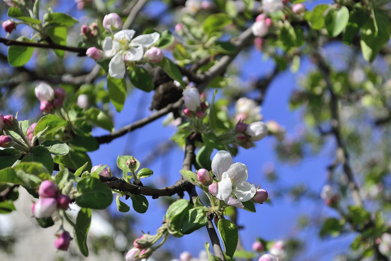 Nikon D3100 sample photo. Ukraine, apple tree, flower photography