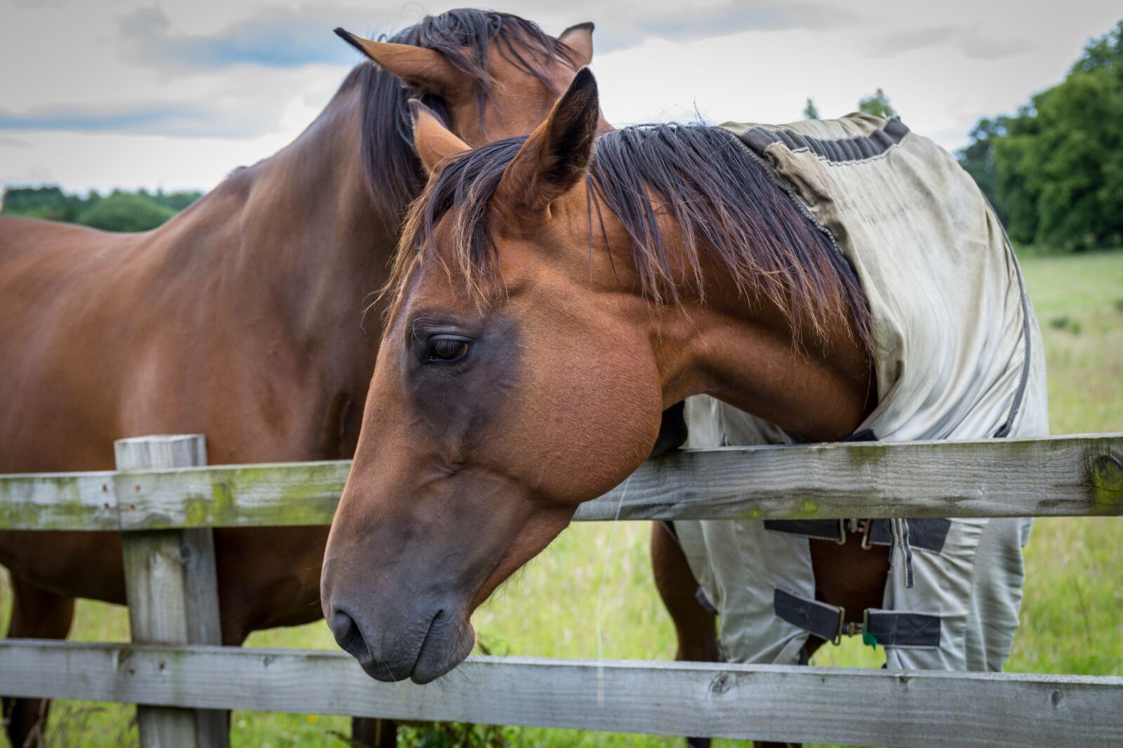 Canon EOS 1200D (EOS Rebel T5 / EOS Kiss X70 / EOS Hi) sample photo. Horse, horse portrait, equine photography