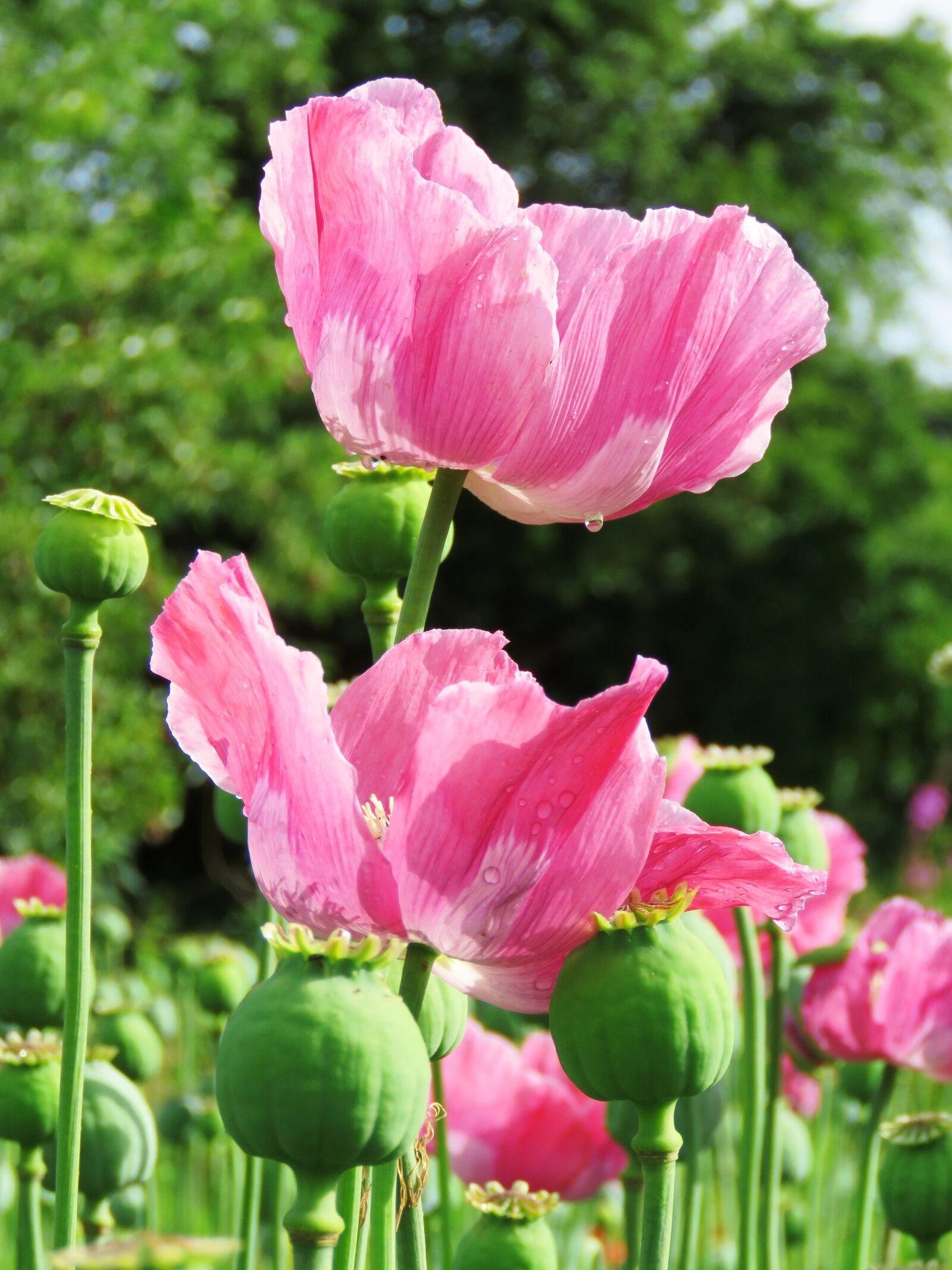 Canon PowerShot SX60 HS sample photo. Poppy, opium poppy, mohngewaechs photography