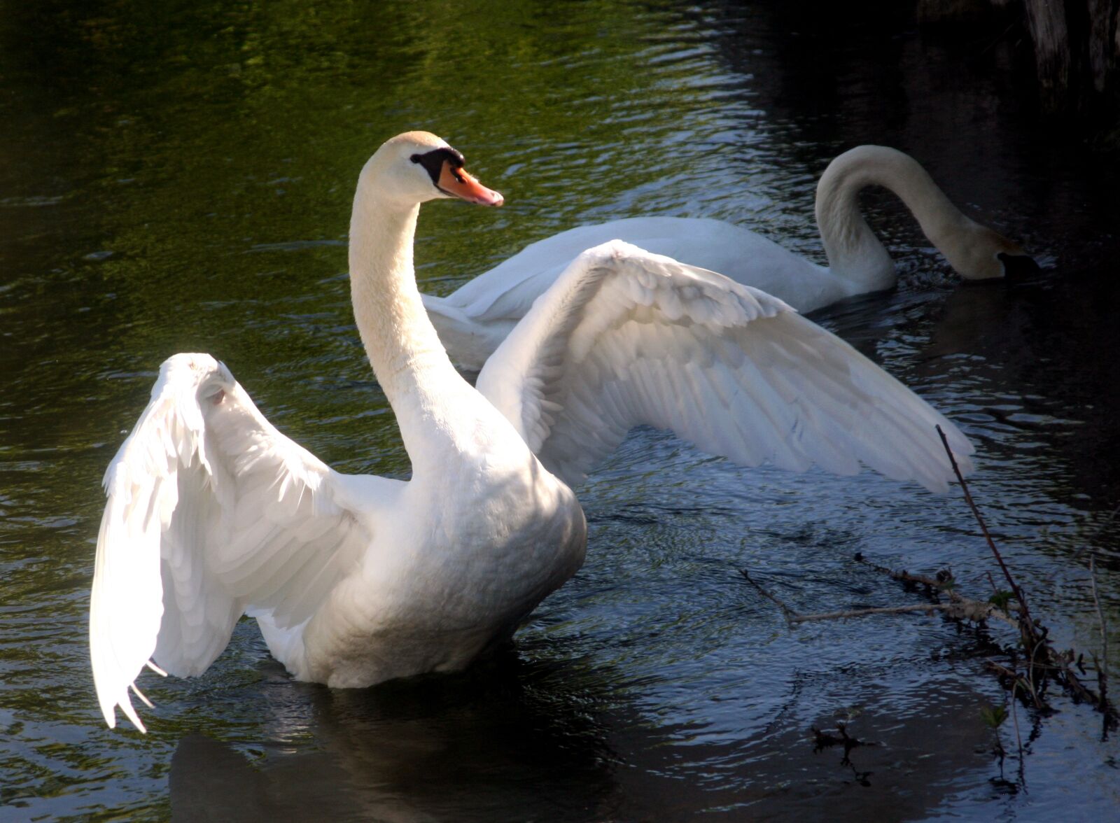 Canon EOS 350D (EOS Digital Rebel XT / EOS Kiss Digital N) sample photo. Swan, spring, wings photography