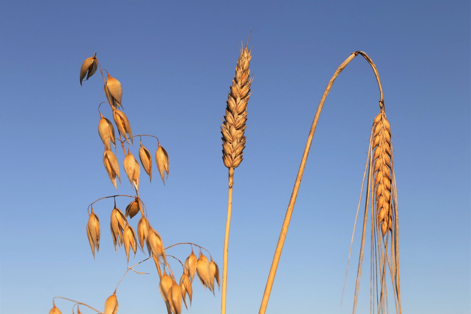 Canon EF 24-105mm F3.5-5.6 IS STM sample photo. Oats left, wheat middle photography