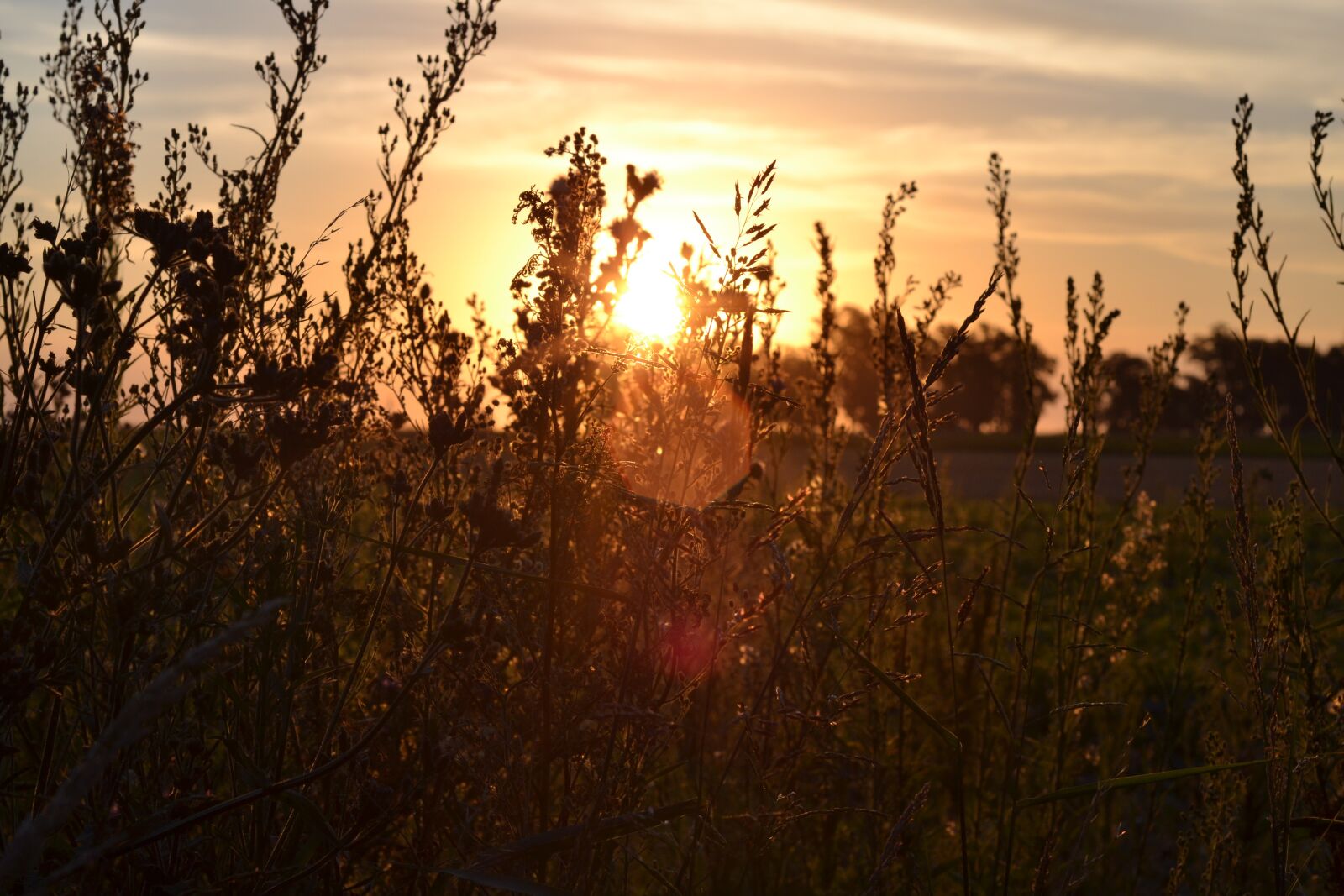 Nikon D3100 sample photo. Nature, sunset, sun photography