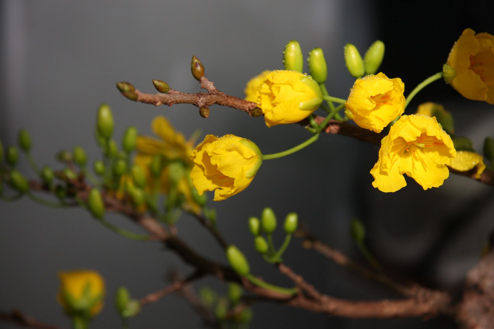 Canon EOS 40D sample photo. Spring, apricot, blossom photography