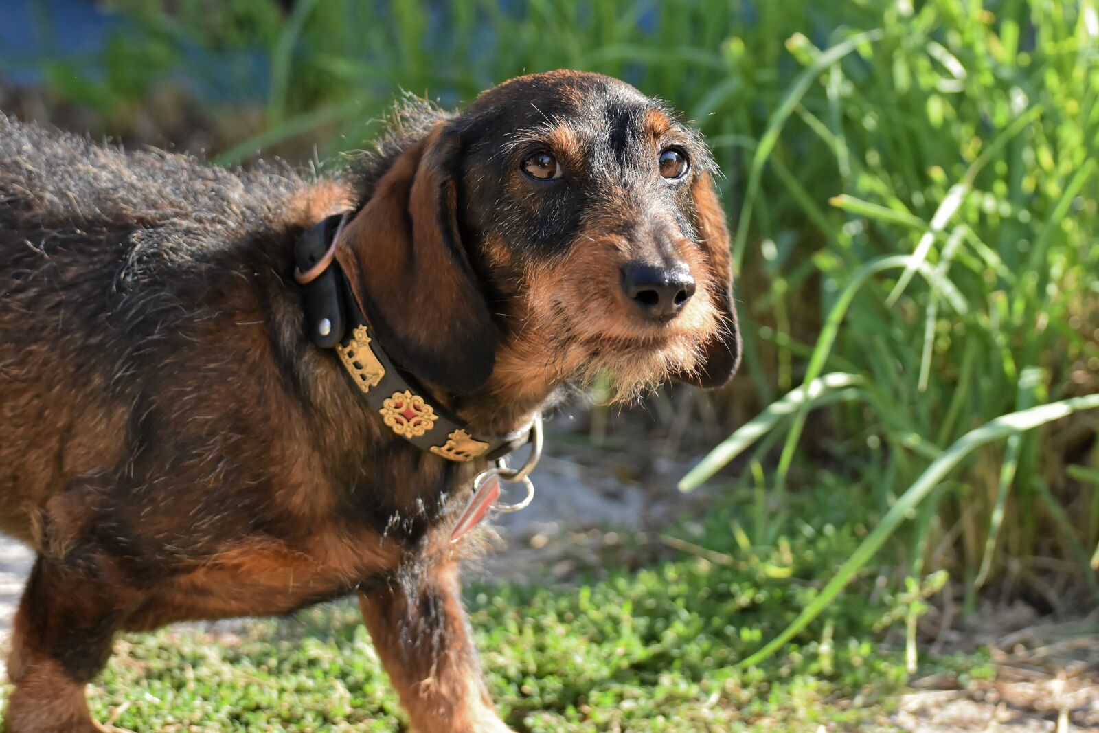 Nikon D7200 sample photo. Dachshund, rauhaardackel, dog photography
