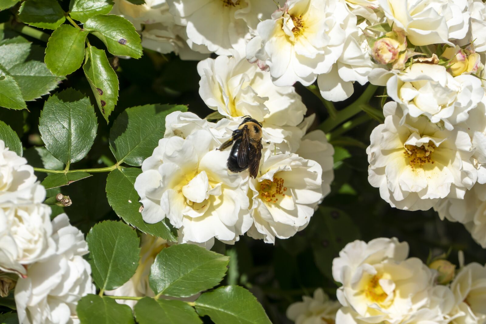 Panasonic Lumix DMC-FZ1000 sample photo. Bee, bumblebee, flowers photography