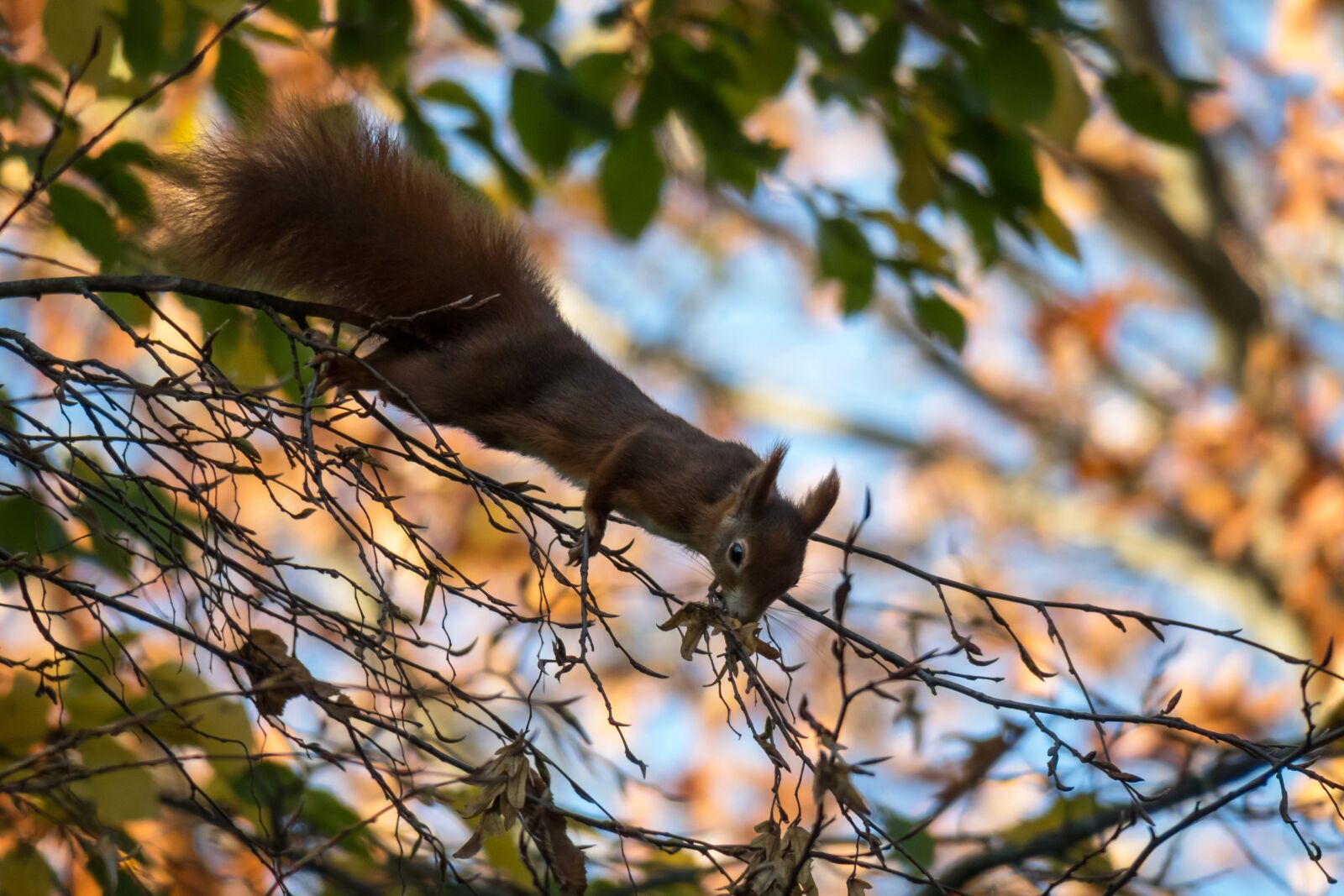 Canon PowerShot G3 X sample photo. Squirrel, eat, climb photography