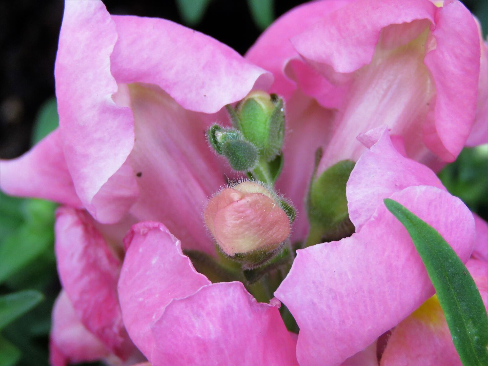 Canon PowerShot SX60 HS sample photo. Flower, pink, macro photography